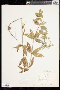 Galium rubioides image
