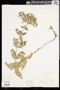 Galium rubioides image