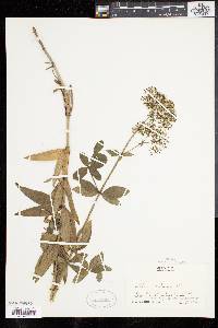 Galium rubioides image