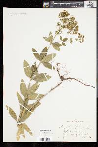 Galium rubioides image