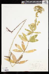 Galium rubioides image