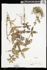 Galium rubioides image