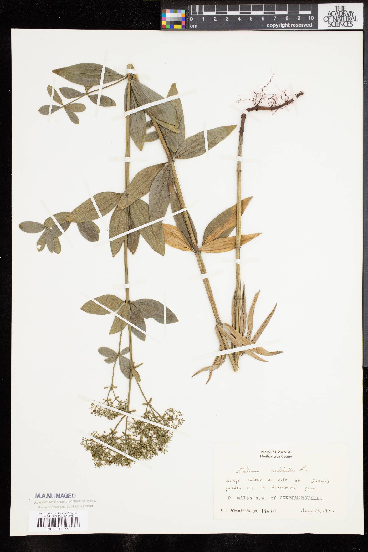 Galium rubioides image