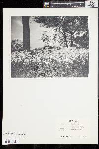 Galium rubioides image