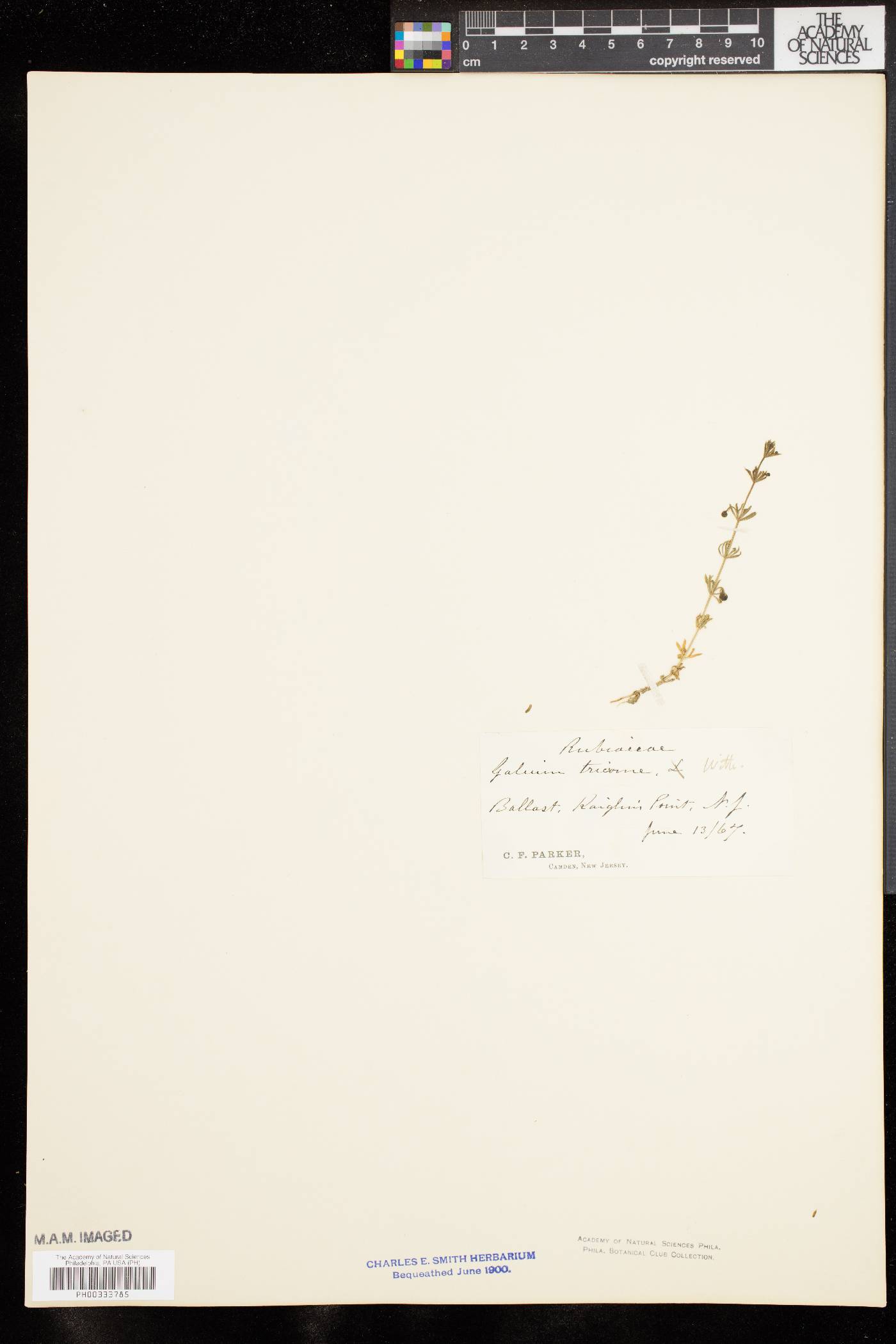 Galium tricorne image