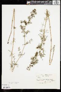 Galium verum image