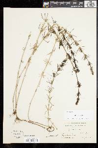 Galium verum image