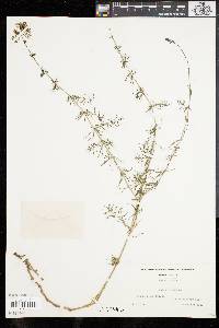 Galium verum image