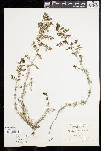 Galium verum image