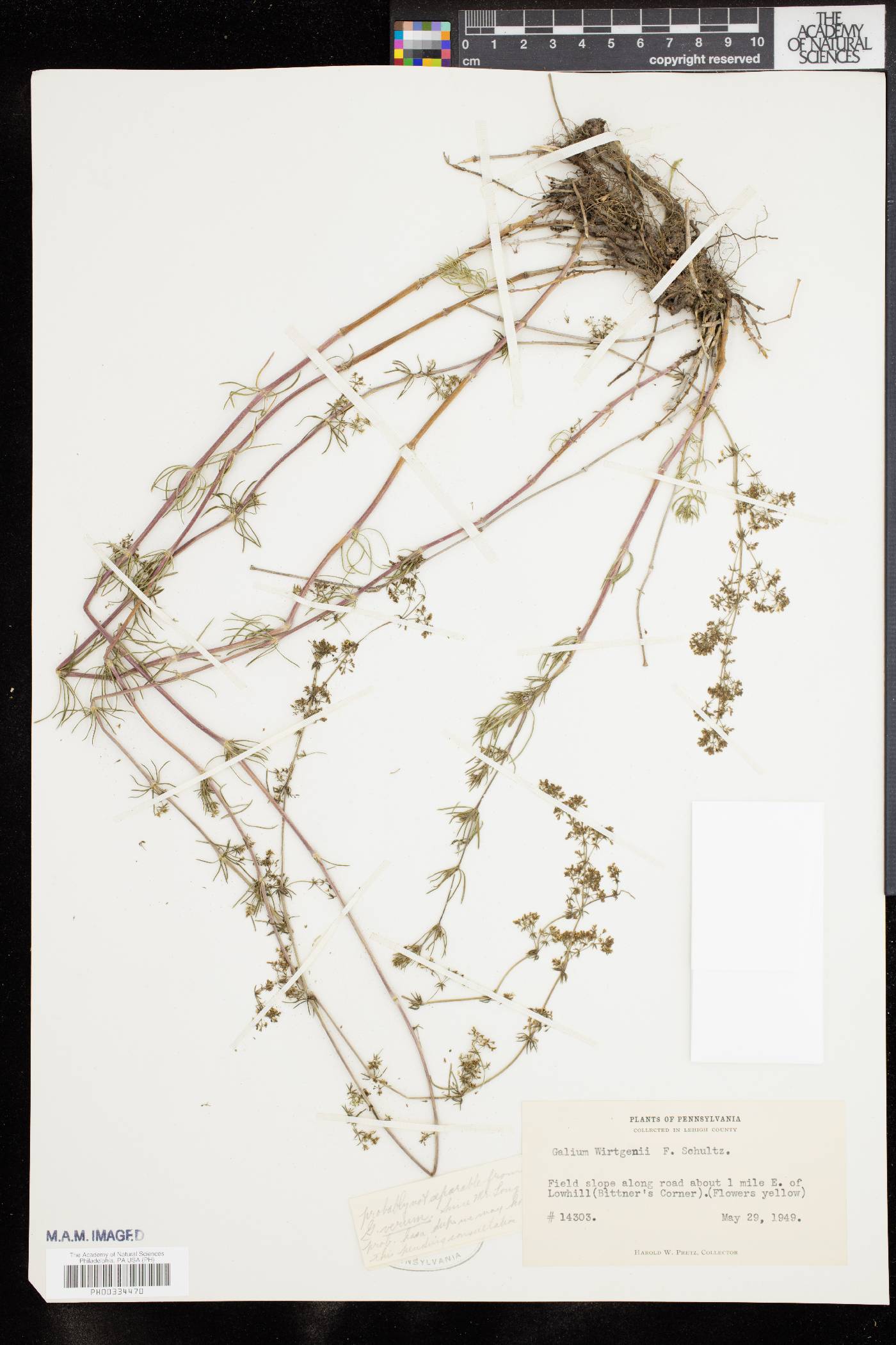 Galium wirtgenii image