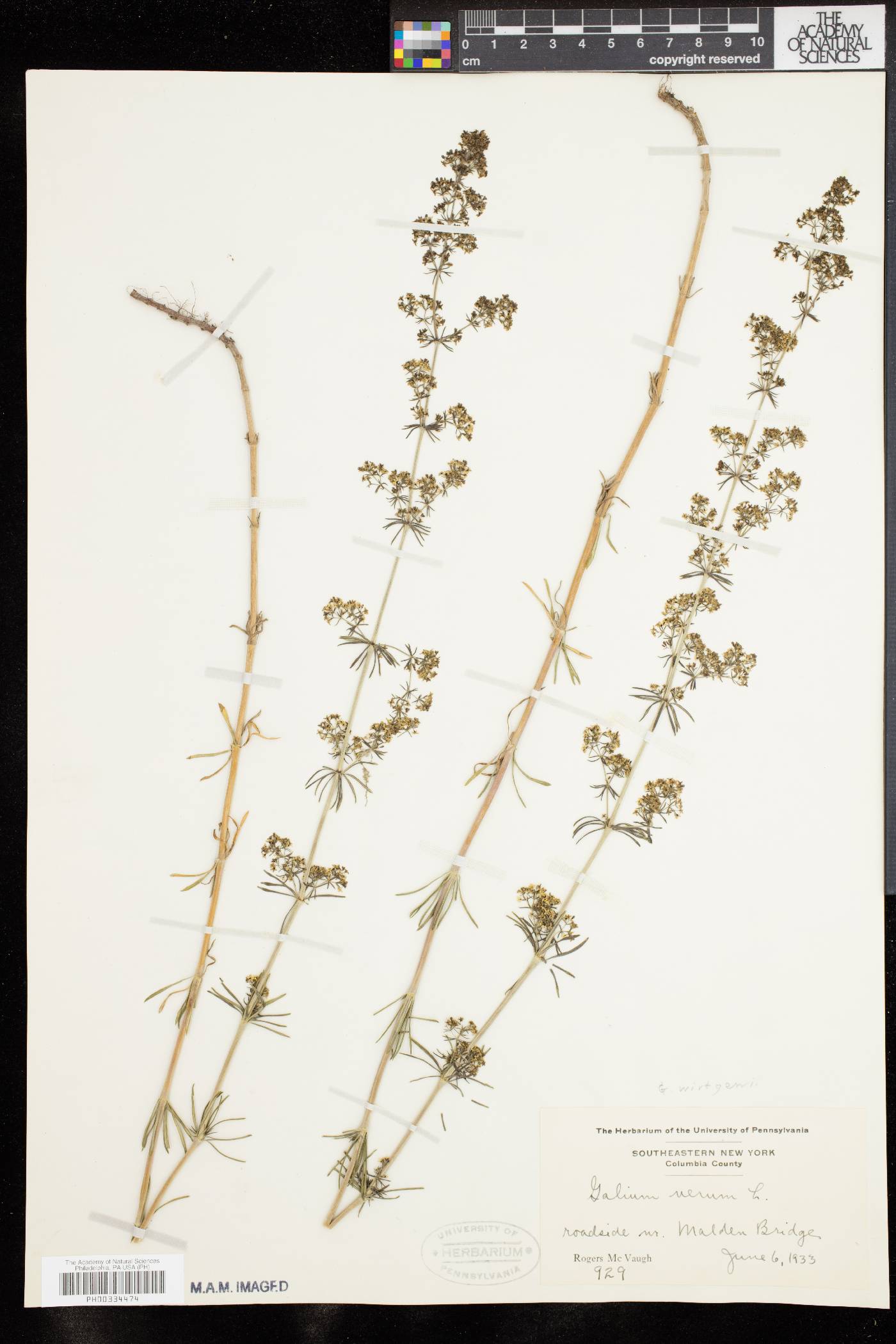 Galium wirtgenii image