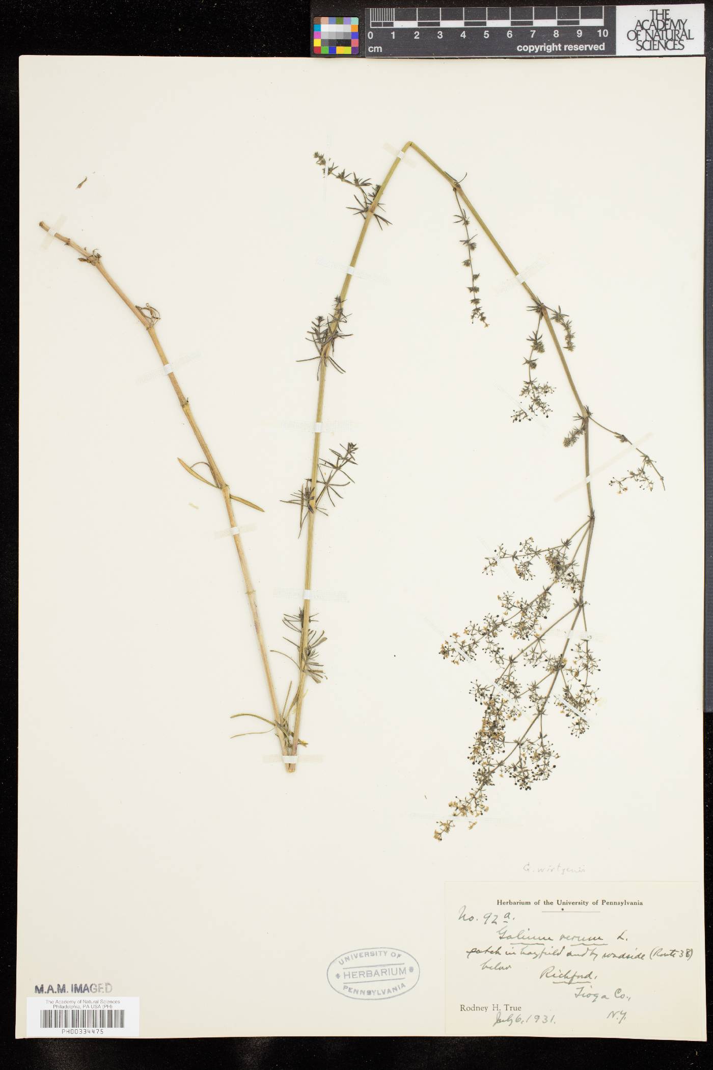 Galium wirtgenii image