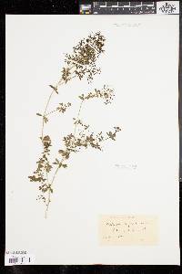Galium asprellum image