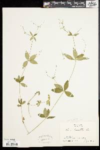 Galium circaezans image