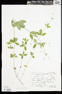 Galium circaezans image