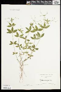 Galium circaezans image