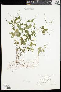 Galium circaezans image