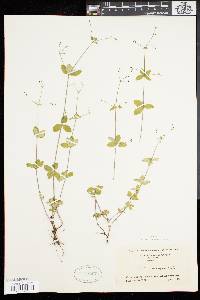 Galium circaezans image