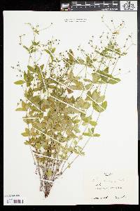 Galium circaezans image