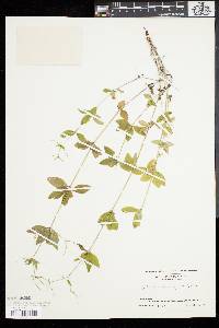 Galium circaezans image