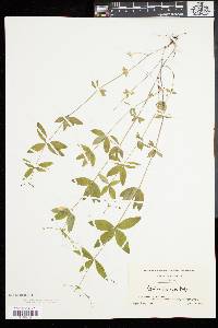 Galium circaezans image