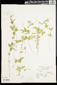 Galium circaezans image