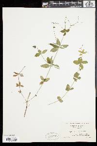 Galium circaezans image