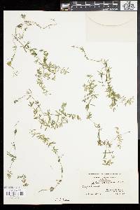 Galium circaezans image