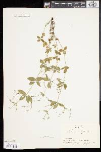 Galium circaezans image