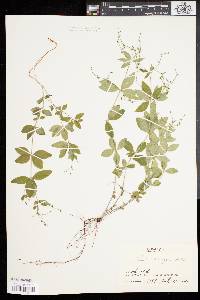 Galium circaezans image