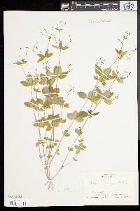 Galium circaezans image