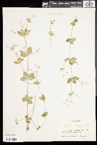 Galium circaezans image