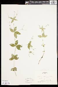 Galium circaezans image