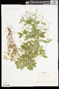 Galium circaezans image