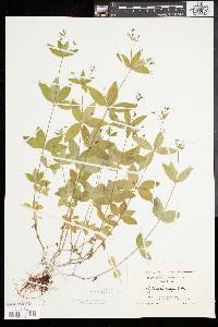 Galium circaezans image