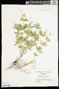 Galium circaezans image