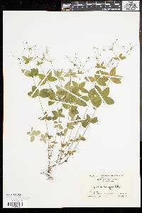 Galium circaezans image