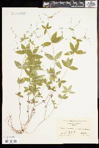 Galium circaezans image