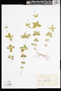 Galium circaezans image