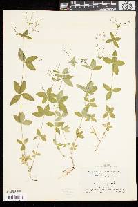 Galium circaezans image