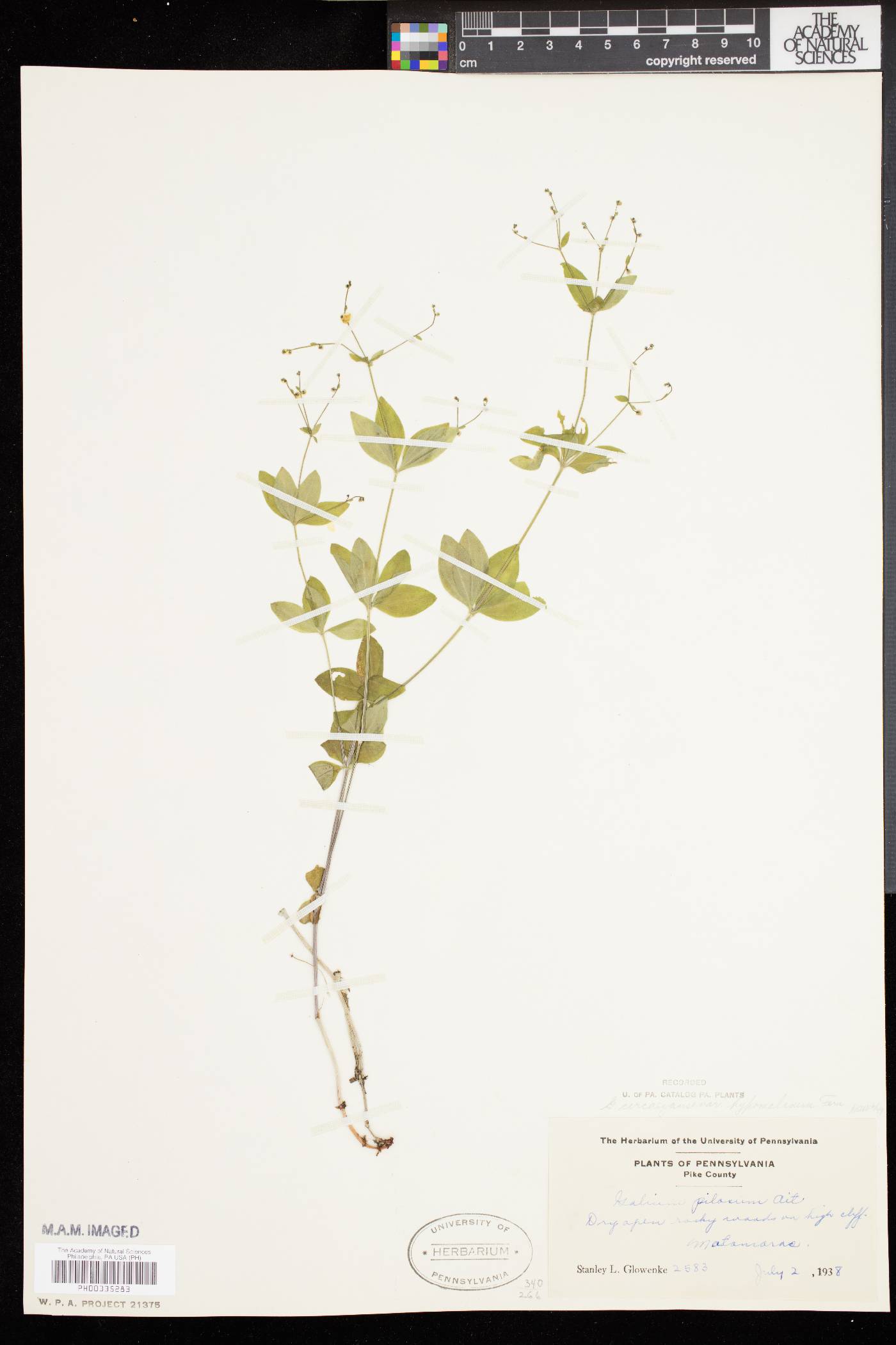Galium circaezans var. hypomalacum image
