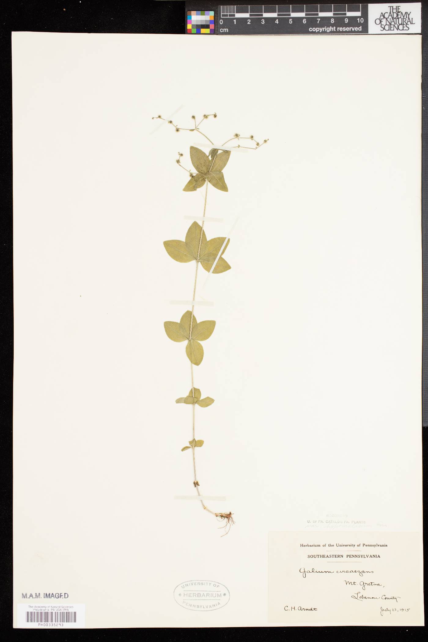 Galium circaezans var. hypomalacum image