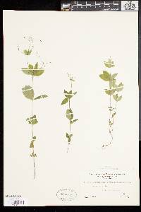 Galium circaezans image