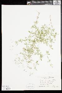 Galium concinnum image