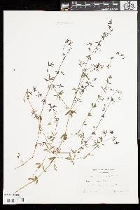 Galium concinnum image