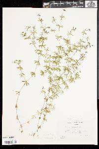 Galium concinnum image