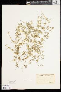 Galium concinnum image