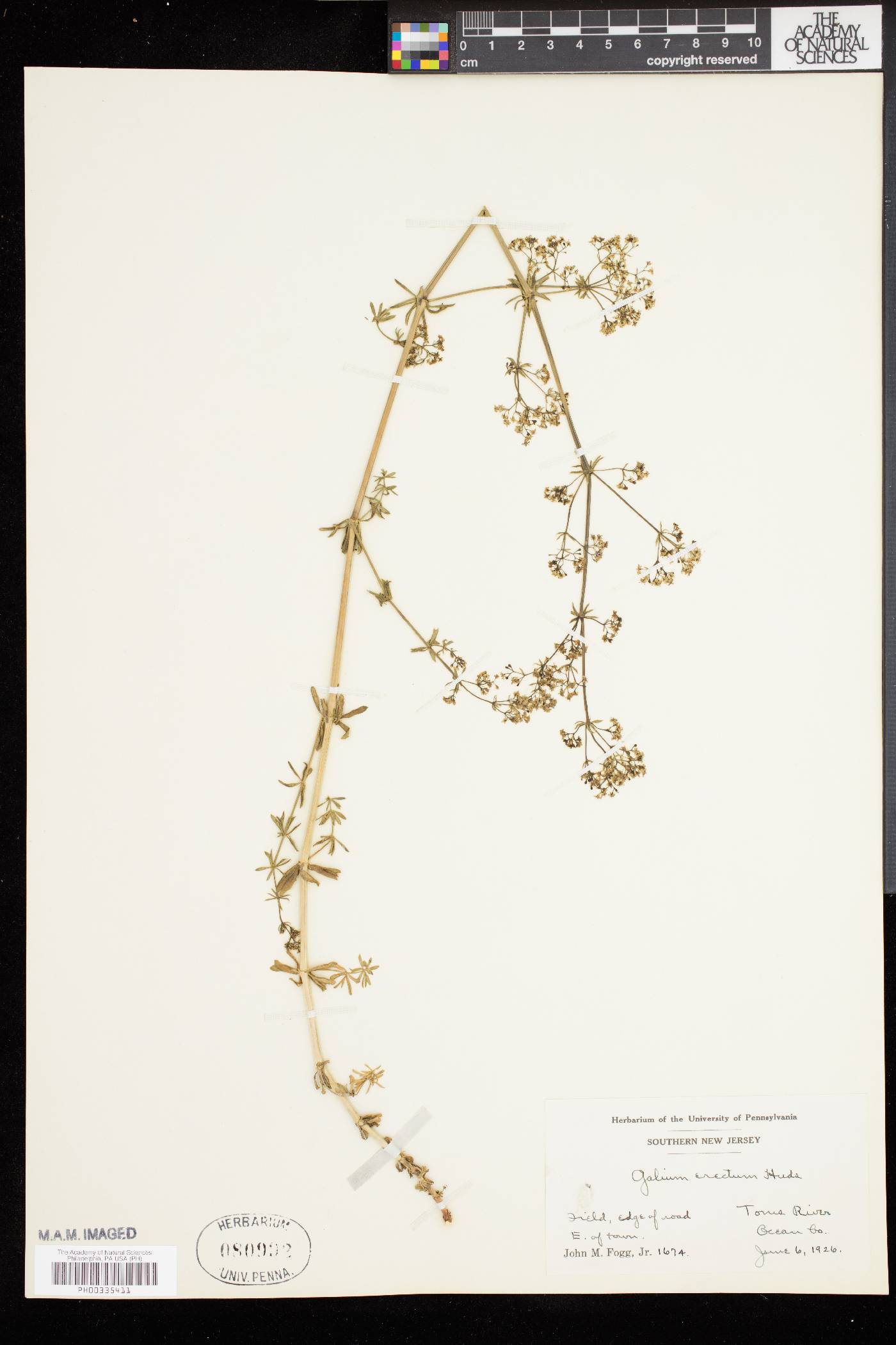 Galium erectum image