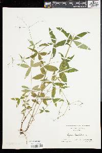 Galium lanceolatum image