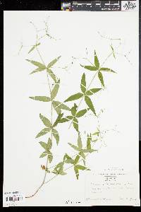 Galium lanceolatum image